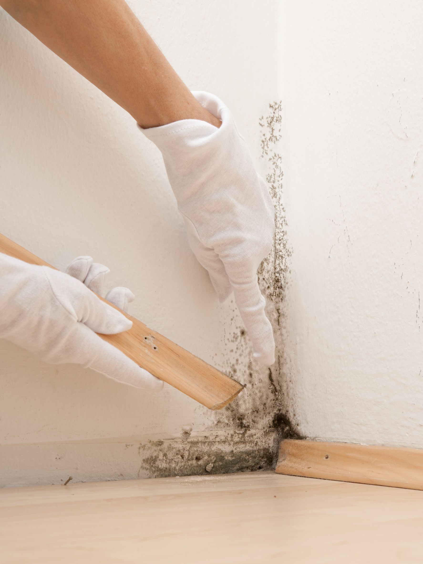 What You can Expect When You Use the Services of Alexandria, VA Mold Treatment