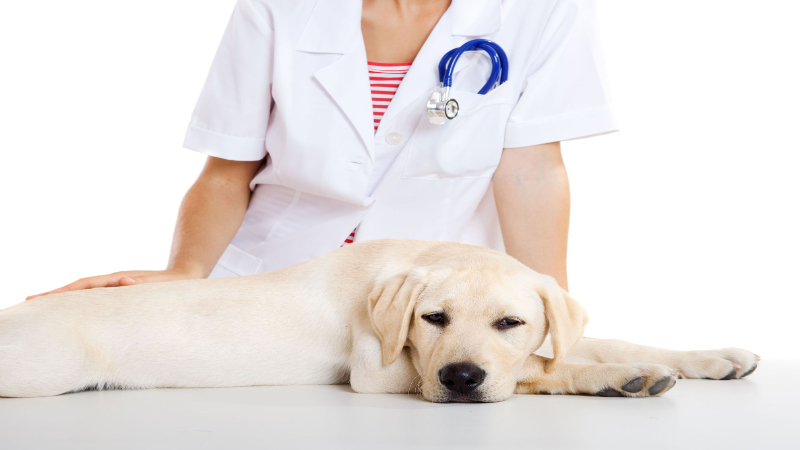 Healthy Choices for Your Pets Include a Reliable Veterinarian