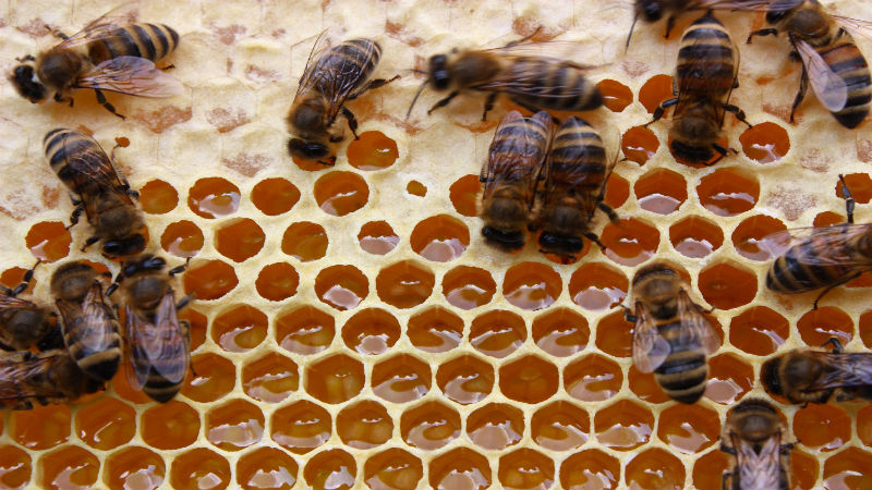 Does Your Yard Have a Honey Bee Swarm in Reynoldsburg?