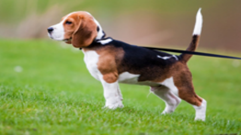 Benefits Of Hiring A Dog Walker In Phoenix, MD