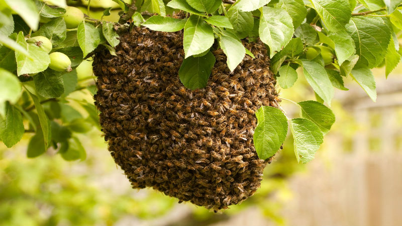 Identifying and Eliminating a Honey Bee Swarm in Westerville, OH