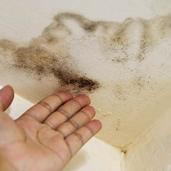 Mold Elimination Services In Alexandria VA Will Make A Building Healthier