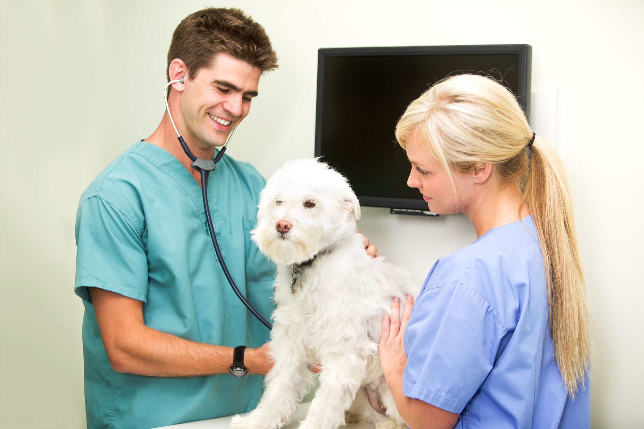 Use a Veterinary Hospital in Gulfport, MS to Board Pets When on Holiday