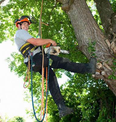 Transforming Your Yard with a Professional Tree Company in Atlanta, GA