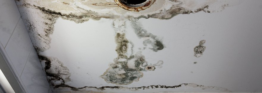 Are You Dealing With Mold Damage in Fountain CO?