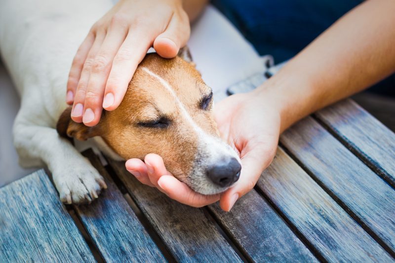 What Are the Benefits of Relaxing Music for Dogs?