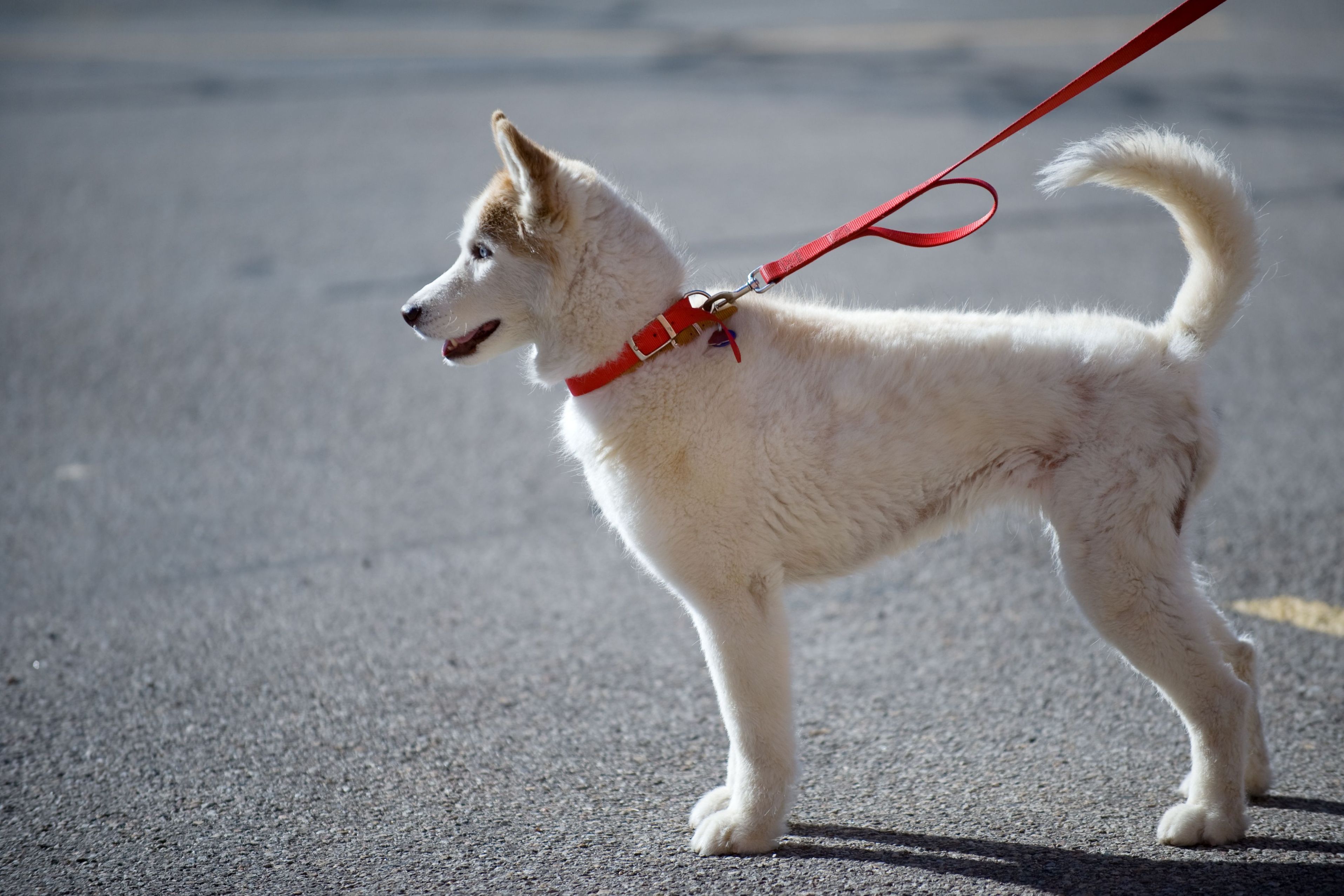 Dog Boarding in Helena, MT for Any Occasion