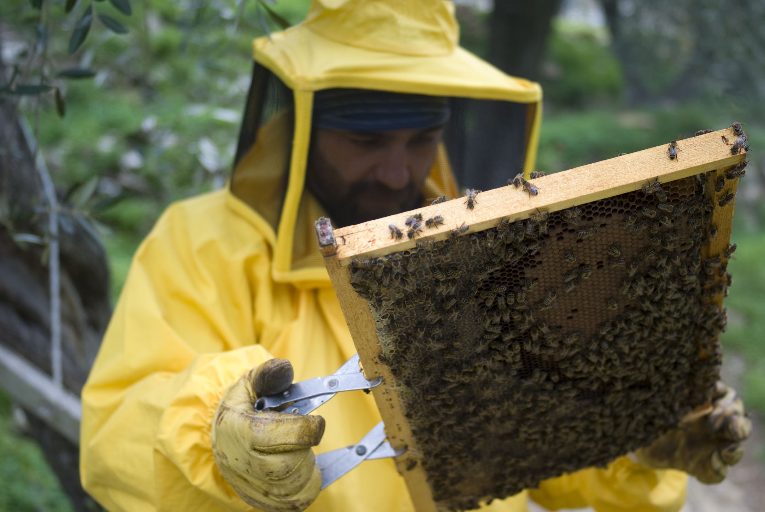 Arranging for Safe Removal of a Honey Bee Swarm in Columbus, OH