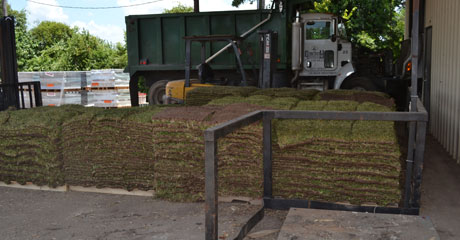 Enjoy a Bargain with the Best St. Augustine Grass Pallet Price in Houston, TX