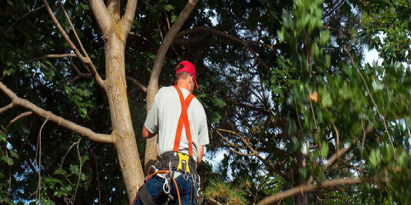 Professional Tree Cutting Service in Gig Harbor WA