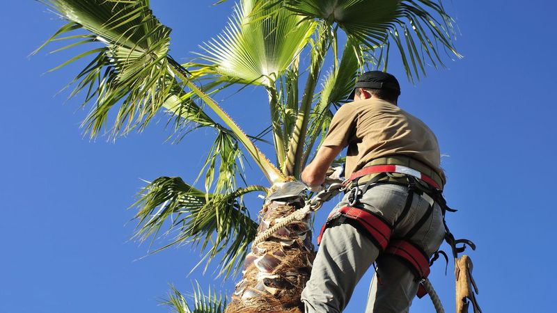 Why Hiring Arborists in Naples FL is a Smart Move