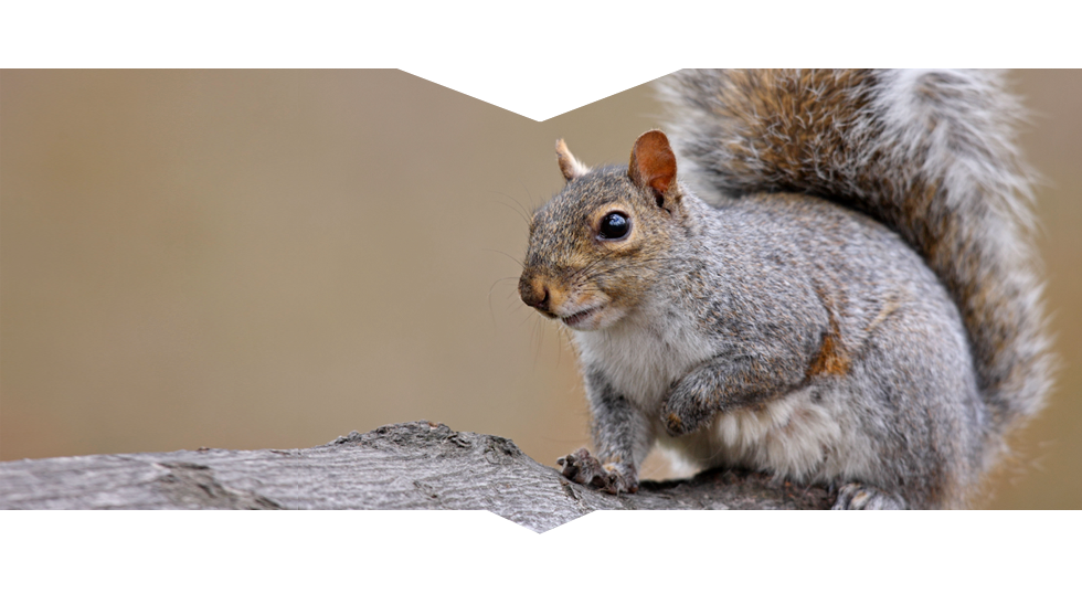 Call a Professional for Squirrel Removal in Columbus OH