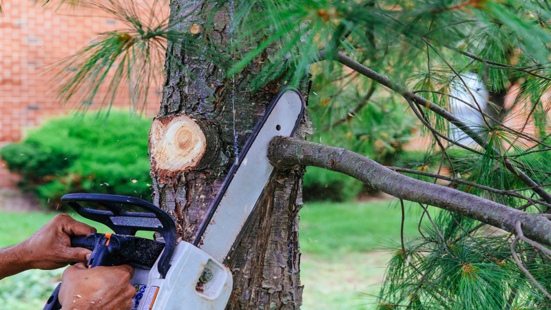 Hiring Tree Removal Experts in Dunwoody GA When Organic Debris Is a Problem