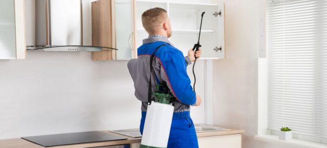 Qualities of the Best Pest Control in Townsville