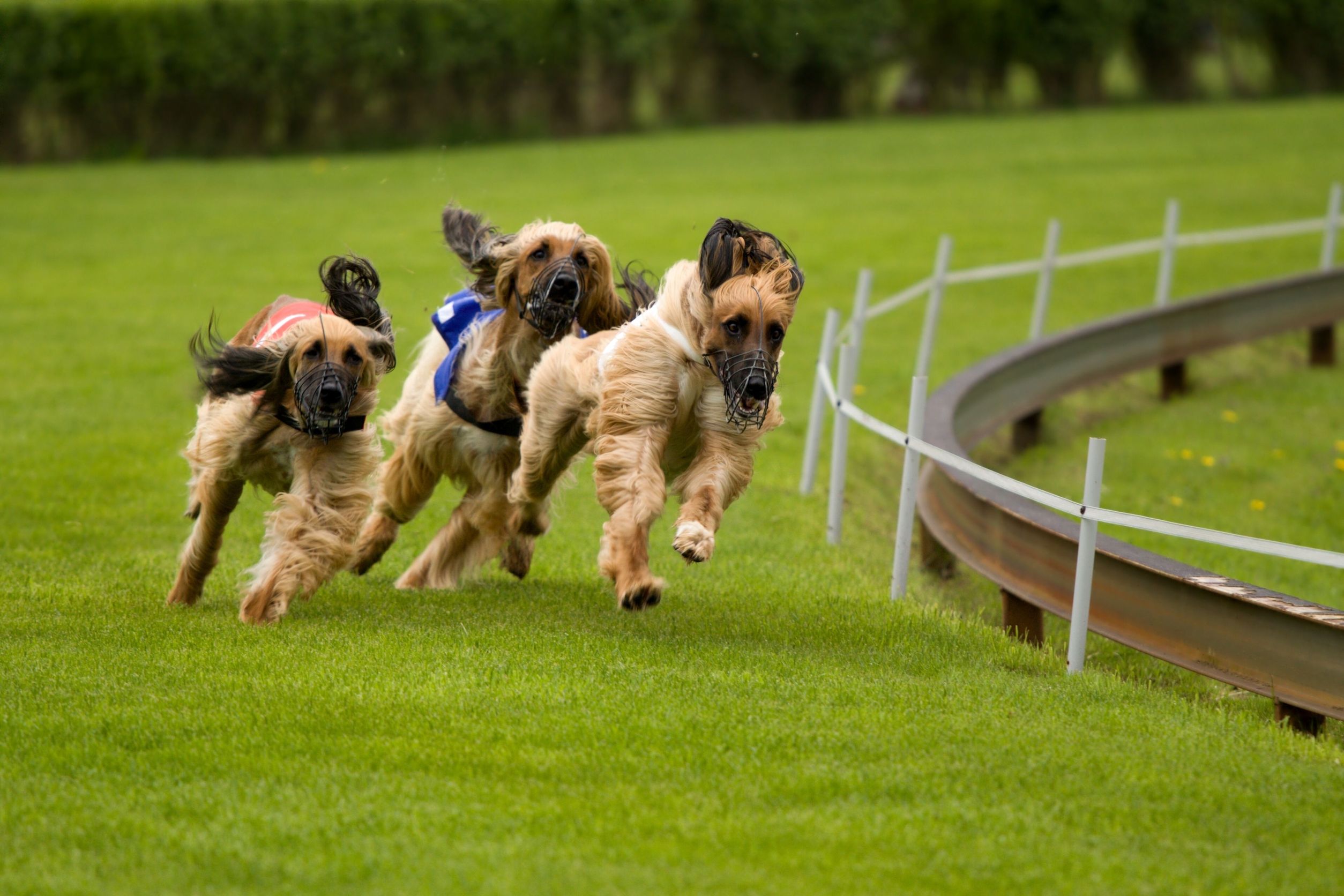 Keep Your Fur Baby Happy With a Monthly Dog Toy Box Full of Fun