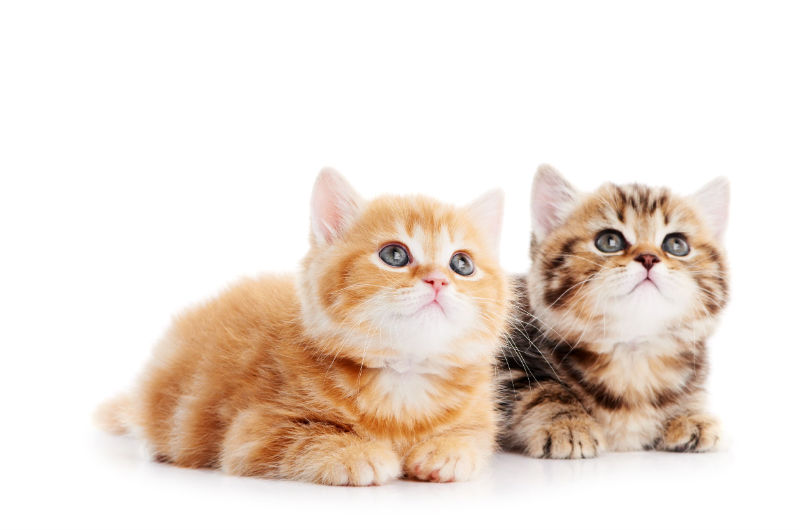 Taking Care of Your Kitty’s Teeth: What You Need to Know as a Cat Owner