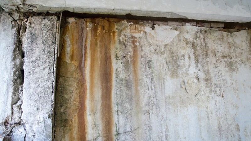 Services Such as Mold Remediation in Fort Collins, CO, Are Truly Invaluable