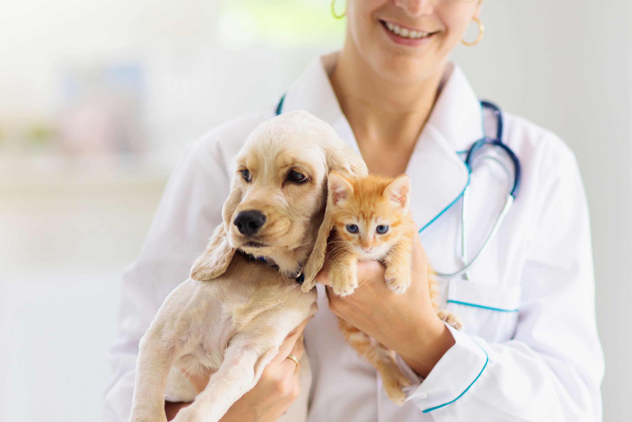 The Services Offered by a Pet Hospital in Murrieta CA