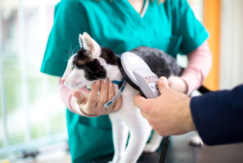 Care for Your Companion at Pet Hospital in Murrieta, CA