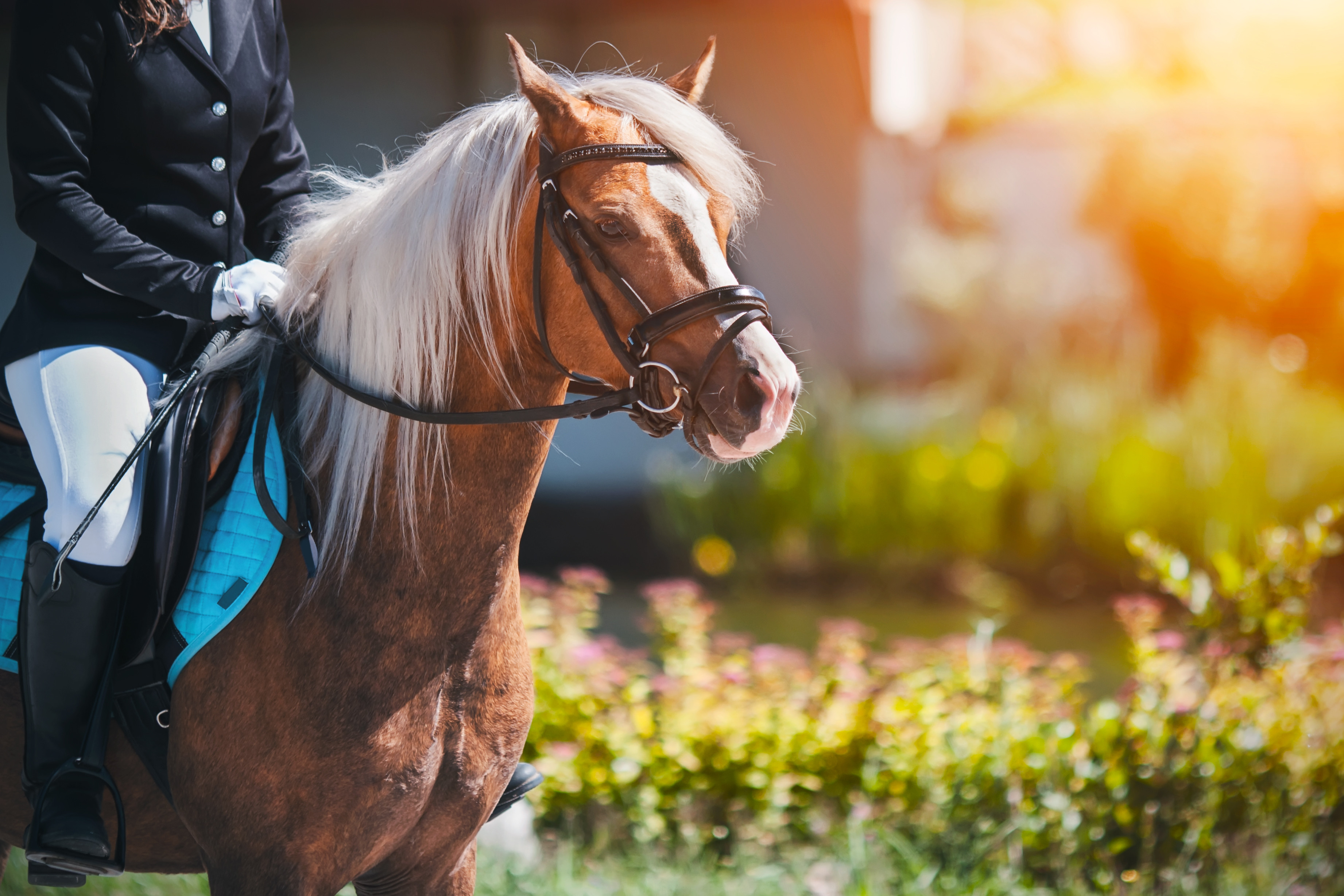 Tips for Choosing a Bathing System for Horses