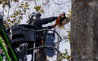 Signs of the Best Tree Companies in Griffin, GA