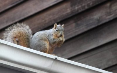 Get Experts to Take Care of Squirrel Removal in Fayetteville, GA, Today