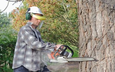 Protect Your Property With Professional Tree Removal Service in Omaha, NE