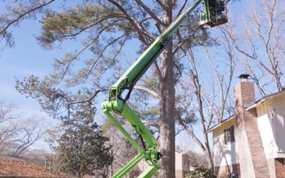 Ultimate Guide to Tree Trimming and Pruning McDonough GA