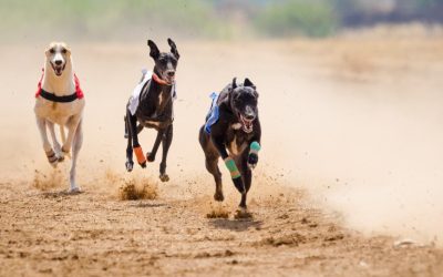 Canine Boarding in Denver: Offering Exceptional Care, Comfort, And Playtime For Your Four-Legged Friend