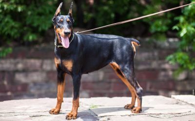 How Are Cues and Training Tips Used to Train Multiple Dogs at Once?