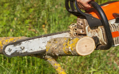 Expert Tree Removal in Atlanta, GA: Ensuring Your Yard’s Safety and Beauty