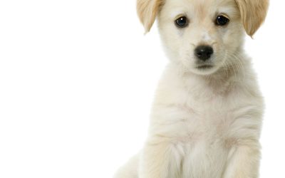 How to Find Compassionate Care for Your Pet at a Vet Hospital Nampa Id Trusts