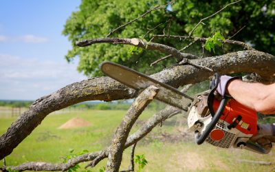 Tips for Healthy Trees Using Expert Tree Pruning Madison WI Homeowners Can Rely On