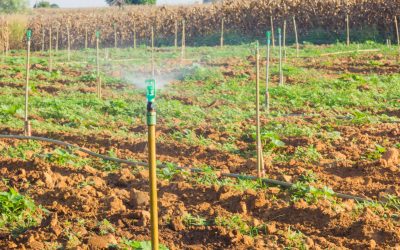 How Inorganic Agricultural Fertilizers in Cedar County, MO, Support Stronger Crop Yields