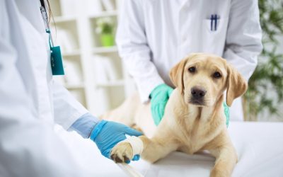 Advanced Medical Services for Pets Available at a Veterinary Hospital in Los Angeles