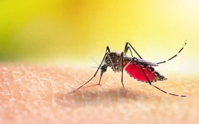 How to Protect Your Family Using the Best Mosquito Company in Louisville, KY for Lasting Relief