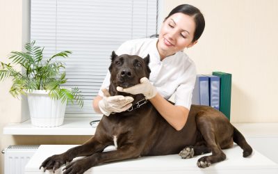 Give Your Pup a Home Away from Home with Dog Boarding in Manhattan Pet Lovers Trust